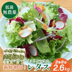 yӂ邳Ɣ[Łz_ ̂ t^X O[[t^X 2  8 2.6kg | Ɍ OgRs 킸ɐHׂ VN^X _ ؒ tbV T_p 