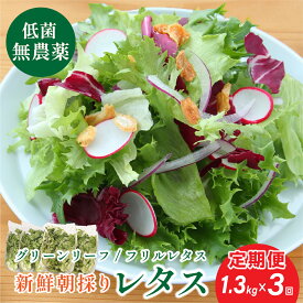 【ふるさと納税】【 定期便 】 無農薬 朝採り フリルレタス グリーンリーフレタス 2種類 個包装1.3kg 3回 | 兵庫県 丹波篠山市 洗わずに食べられる 新鮮 野菜直送 フレッシュ サラダ用野菜 健康志向 産地直送 緑黄色野菜 新鮮 安心野菜 旬 レタスボウル カロテン