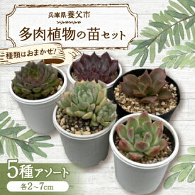 【ふるさと納税】種類はおまかせ!多肉植物の苗セット(5種類アソート)【配送不可地域：離島】【1713107】