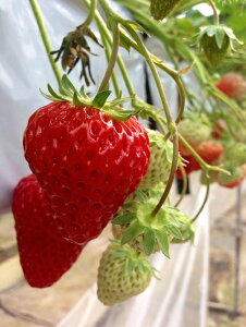 �y�ӂ邳�Ɣ[�Łz������O�g3D�C�`�S���@�C�`�S���̌�(1���l)�@���y�Y�t