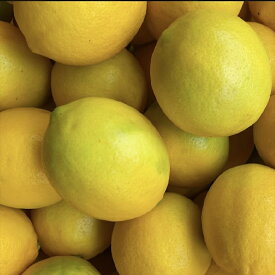 【ふるさと納税】丹波市産　檸檬｛山麓のレモン｝ 1.2kg