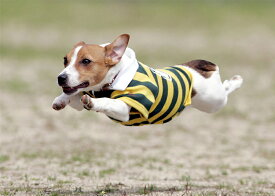 【ふるさと納税】Aコース　飛行犬撮影データセット