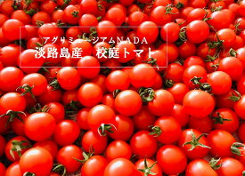 【ふるさと納税】アグリミュージアムNADA　校庭トマト　1kg
