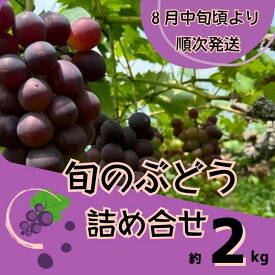 【ふるさと納税】ぶどう 2kg 詰め合わせ（8月中旬以降順次発送）ブドウ 葡萄 詰合せ セット 贈答 藤稔 紫玉 ピオーネ シャインマスカット ギフト 自宅用 Y2