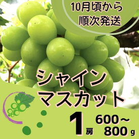 【ふるさと納税】600g~800g シャインマスカット 1房 ※10月ごろより順次発送※ 大粒 シャイン マスカット ぶどう ブドウ 数量限定 ギフト 自宅用 贈答 Y6
