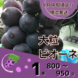 【ふるさと納税】800g~950g ピオーネ 1房 ※9月ごろより順次発送※ 大粒 ぶどう ブドウ 数量限定 ギフト 自宅用 贈答 Y7