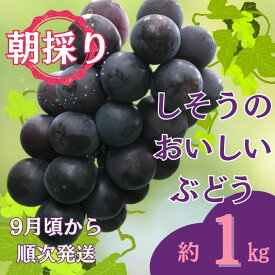 【ふるさと納税】令和8年産 先行受付　I6 しそうのおいしい ぶどう 約1kg（9月中旬ごろより順次発送）