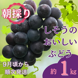 yӂ邳Ɣ[Łzߘa7NY@st@I6 ̂ Ԃǂ@1kgi9菇j
