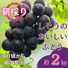 【ふるさと納税】令和8年産　先行受付　I7　しそうのおいしい ぶどう　約2kg（9月ごろより順次発送）