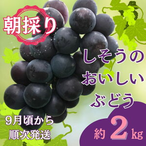 yӂ邳Ɣ[Łzߘa7NY@st@I7@̂ Ԃǂ@2kgi9菇j