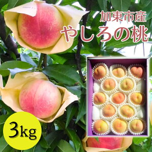 yӂ邳Ɣ[Łz2026NY s\  sYw₵̓x3kg [t[c ʕ ] 3kg @͂F2026N7{`2026N8{