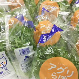 【ふるさと納税】植物工場産　洗わずに食べられるフリルレタス　12袋セット [野菜 水耕栽培 栽培期間中農薬不使用]