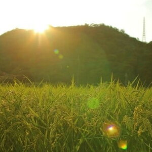 yӂ邳Ɣ[Łz쒬̂ăRVqJ()(10kg/20kg/30kg)yG1432244z