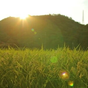 yӂ邳Ɣ[Łz쒬̂ăRVqJ()(9kg/18kg/27kg)yG1497780z