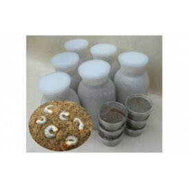 【ふるさと納税】クワガタ虫(幼虫2種・各3匹)菌糸ビン付【1505382】