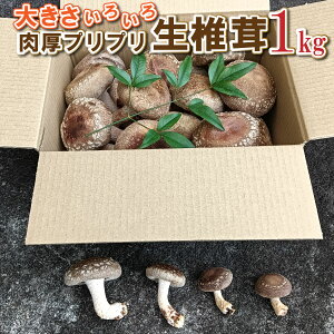 yӂ邳Ɣ[Łz傫낢vvő1kg[1130]  VC^P