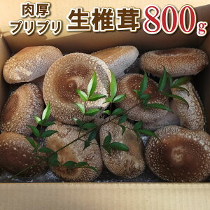 yӂ邳Ɣ[Łz傫Ȓő vvő 800gI[672] VC^P 
