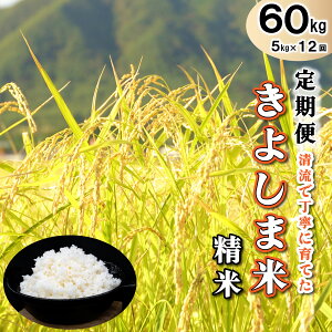 yӂ邳Ɣ[Łzāyցz悵ܕāyāz5kg×12[826]   Pꌴ Y