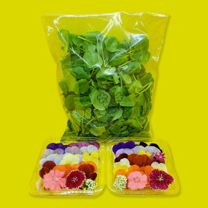 yӂ邳Ɣ[ŁzyAZbgzGfBut[(20)2pbN T_N\(80g) Hp Hׂ  a v[g t Hp َqyzBsFz