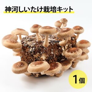 yӂ邳Ɣ[Łz_͔͂|Lbg(ۏ)1@10`4y1355216z