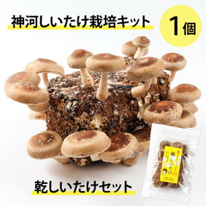 yӂ邳Ɣ[Łz_͔͂|Lbg(ۏ)1ƊZbg@10`4y1355227z