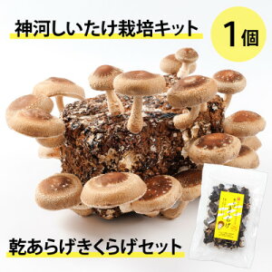 yӂ邳Ɣ[Łz_͔͂|Lbg(ۏ)1Ɗ炰炰Zbg@10`4y1355228z