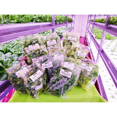 【予約中！】 人気の春夏 水と光だけで育った ピュアな野菜たちをお届けします G Line brio 12パックセット alanwasem.com alanwasem.com