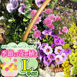 yӂ邳Ɣ[Łz ԈtoXPbg񂹐ALTCY(35cmx)G߂̊񂹐A |   oXPbg G߂̉ K[fjO K[f 񂹐A c Ɍ S