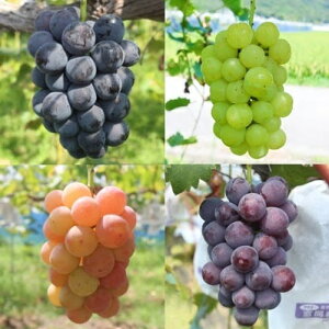 �y�ӂ邳�Ɣ[�Łz�y�I�ׂ���e�ʁz������p�D��Ԃǂ� | �D��Ԃǂ� �Ԃǂ� �t���[�c �ʕ� �Â� �Z�� ���x �ʏ`�����Ղ� ���n �{ �H�ה�� ���� �S���r�[ �g���� �s�I�[�l �ɓ��� �T�j�[�h��