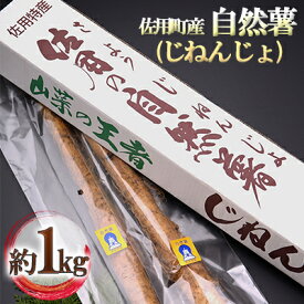 【ふるさと納税】佐用町産 自然薯（じねんじょ）約1kg 野菜 　お届け：2025年11月上旬～12月下旬まで