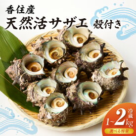 【ふるさと納税】天然活サザエ 殻付き 【選べる容量 1kg ・ 2kg 】 つぼ焼き 活 さざえ 貝 魚介類 魚貝類 新鮮 海鮮 炊き込みご飯 サザエ飯 酒の肴 バーベキュー BBQ 日本海 香美町 天然兵庫県香住産 贈り物 宿院商店 送料無料