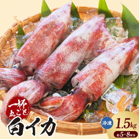 【ふるさと納税】白イカ 1.5kg【5-8杯程度入】冷凍便 バラ凍結 いか ケンサキイカ 海鮮系 海の幸 夏の食材 お刺身 焼き物 揚げ物 グルメ 白いか 鮮度抜群 大人気返礼品 イカ 冷凍 74-06 送料無料