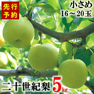 �y�ӂ邳�Ɣ[�Łz�y��s�\��z2026�N�Y ���Z�Y ��\���I�� 5kg �����߃T�C�Y�i1��250g�`300g��16�`20�ʁj 20���I �� ���Ɍ��������ň�u���Z���v ���Z�� �Â� �t���[�c �������� ��\���I�Ȃ� 