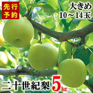 �y�ӂ邳�Ɣ[�Łz�y��s�\��z2026�N�Y ���Z�Y ��\���I�� 5kg �傫�߃T�C�Y�i1��350g�`500g��10�`14�ʁj 20���I �� ���Ɍ��������ň�u���Z���v ��ЂƂ̓��x���v�����ďo�� ���Z�� �Â� 