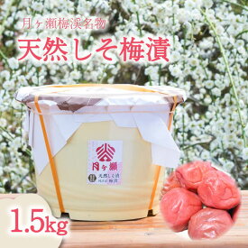【ふるさと納税】 梅干し 1.5kg 無添加 天然 しそ漬け 梅漬け 梅漬 梅干 月ヶ瀬梅渓名産 うめぼし ごはんのお供 ごはん おにぎり 梅酢 梅 梅酒 お弁当 白米 お米 朝ごはん 健康 お取り寄せ 奈良県 奈良市 11-078
