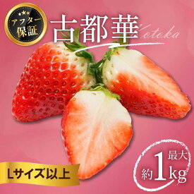 【ふるさと納税】 いちご 古都華 500g～1kg Lサイズ以上 250g 2026年 1月発送 小分け パック フルーツ 果物 スイーツ 甘い いちご 苺 イチゴ お取り寄せ 大粒 フルーツ 果物 国産 冷蔵配送 送料無料 家庭用 ケーキ strawberry ichigo 6000円 10000円 奈良県 奈良市