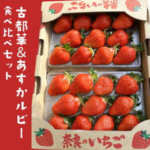 yӂ邳Ɣ[Łzy2026N1o׊Jnz Ós  r[ Hה Zbg n t[c ʕ { Yn {̃t[c {̉ʕ   fU[g 