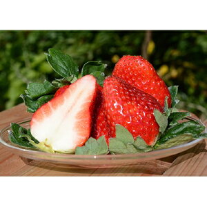 �y�ӂ邳�Ɣ[�Łz�ޗǂŐ��܂ꂽ���₩�Ȃ������@�Ós�؁@2�p�b�N�y�z���s�n��F�����z�y1072515�z