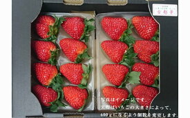 【ふるさと納税】奈良県橿原市産のあまさが特徴のいちご「古都華（ことか）」（600g以上） ※2026年1月中旬頃より順次発送予定