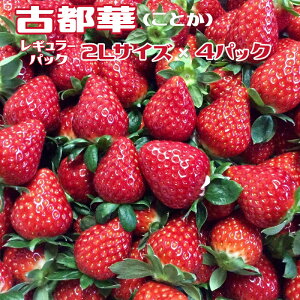 yӂ邳Ɣ[Łz܂21N ND]̊Â䕁iM[pbN2LTCYjiÓs؁iƂjj OɓdbA ws kCEE