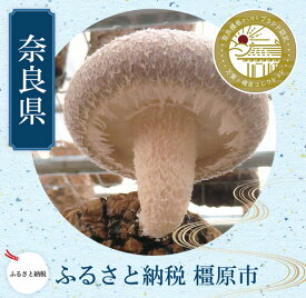 【ふるさと納税】橿原市産 採れたての生しいたけ（菌床） 約700g箱（5～10枚程度）×2箱を発送します ※2025年11月上旬頃～2026年3月下旬頃に順次発送予定