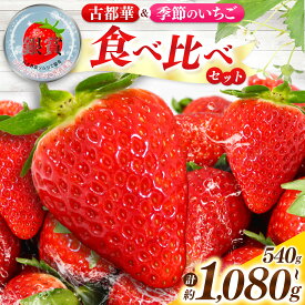 【ふるさと納税】 「古都華」＆「季節のいちご」食べ比べ セット 約 540g ～ 約 1080g いちご イチゴ | フルーツ くだもの 果物 ことか コトカ 古都華 奈良県 五條市