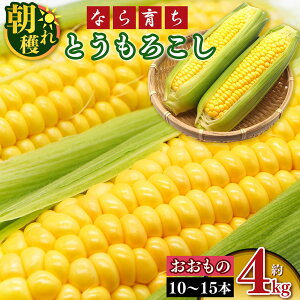 yӂ邳Ɣ[ŁzyȂ炿 vc_zNx  I  ̂ I  o I Ƃ낱  4kg ( 10{ ` 15{ j| i  x ǂ n  ₳ TC xW^u R[ 