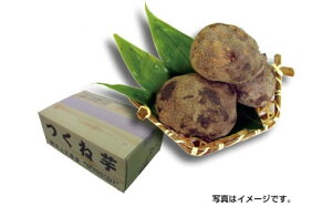 yӂ邳Ɣ[Łzˈ 2kg ^ Vɓ   a ^pN WAX^[[ Yi ޗǌ 䏊s