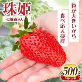 【ふるさと納税】【2026年1月〜3月上旬発送】化粧箱入りいちご【珠姫】 酸味が少なくやさしい甘み 珠姫 いちご 2パック 9~15粒 化粧箱 粒が大きい 生駒いちご園 果物 フルーツ デザート 贈り物 お取り寄せ お取り寄せフルーツ 奈良県 生駒市 送料無料