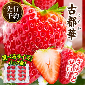 【ふるさと納税】《サイズ・パック数が選べる》【2026年2月〜3月発送】高級いちご「古都華」 先行予約 ことか 甘い 糖度 濃い 濃厚 果汁 香り 朝摘み いちご イチゴ 苺 フルーツ 果物 くだもの ご褒美 ごほうび 贈答 贈り物 ギフト プレゼント 冷蔵 奈良県 生駒市 送料無料