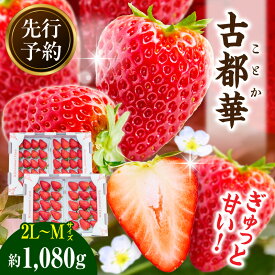 【ふるさと納税】【2026年4月〜5月発送】高級いちご「古都華」4パック(小さいサイズ) 先行予約 ことか 甘い 糖度 濃い 濃厚 果汁 香り 朝摘み いちご イチゴ 苺 フルーツ 果物 くだもの ご褒美 ごほうび 贈答 贈り物 ギフト プレゼント 冷蔵 奈良県 生駒市 送料無料