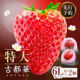 【ふるさと納税】2026年2〜3月発送 贈答用 特大高級いちご「古都華」特大6Lサイズ以上2個 先行予約 ことか 甘い 糖度 濃い 濃厚 果汁 濃赤 香り 朝摘み いちご イチゴ 苺 フルーツ 果物 くだもの 贈り物 ギフト プレゼント 奈良県 生駒市 送料無料