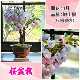 【ふるさと納税】桜盆栽 [1122]