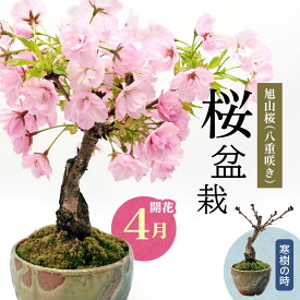 【ふるさと納税】【季節限定】桜盆栽 [1986]｜樹木 観葉植物 盆栽 桜